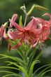 Pink-orange lilies