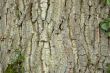 Tree bark