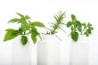 kitchen herbs in bottles