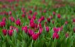 tulip field-flower garden