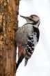 Downy Woodpacker on a tree