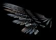 Wing of the bird