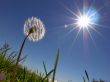 Dandelion and Sun