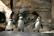 Humboldt Penguin 4677