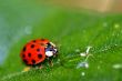 Lady Bug 6408