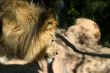 African Lion 4730