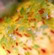 Aphids 6393