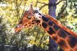Baringo Giraffe 4703