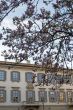 Milan - Palace and magnolia