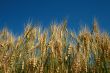 Rye spikes