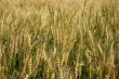 Rye spikes