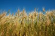 Rye spikes