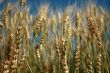 Rye spikes
