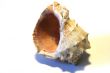 scene sea seashell