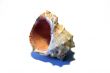 sea seashell