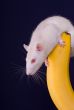 rat on a banana