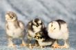Cute chickens