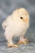 Booted bantam chicken