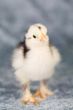Curious brahma chicken