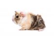Baby guinea pig