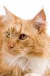 Cat portrait