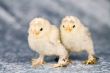 Booted bantam chickens