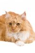 Big red cat