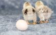 Where did the egg go