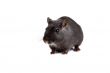 Little gerbil