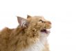 Unhappy cat