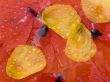 Petals of a poppy