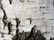 Texture from a birch bark