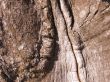 The bark of an Oak tree