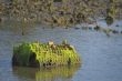 Old Crab Pot