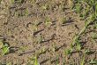 Fire Ants