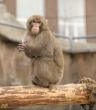 Japanese macaque