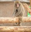 Japanese macaque