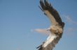 griffon vulture