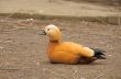 ruddy shelduck