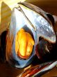 Cooked mussels