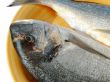 Gilthead bream