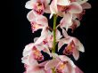 Pink orchid