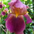 Purple iris with water droplets