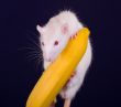 rat on a banana