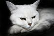 rest complacent cat