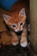 lucky kitty