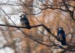 Two jackdaws
