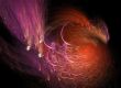 Fiery rooster