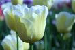 Yellow-white tulips
