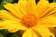 Yellow gerbera daisy flower